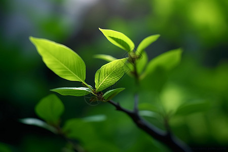 新鲜的植物背景图片