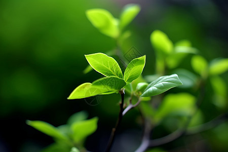 绿油油植物图片