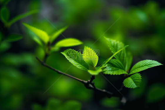 好看的植物图片