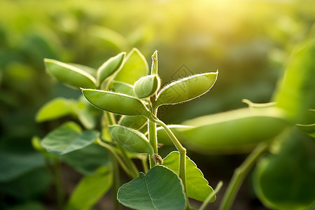 阳光下的植物图片