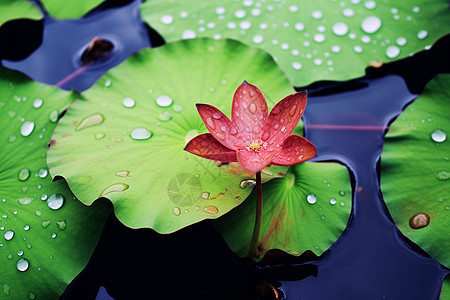 池塘里的花图片