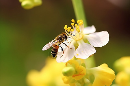 花朵上采蜜的蜜蜂高清图片