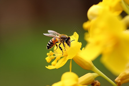 蜜蜂在花朵上采蜜图片