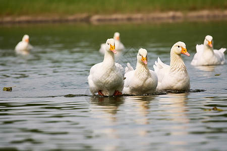 池塘中游泳的鸭子图片