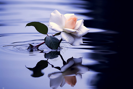 湖水中的玫瑰花　背景图片