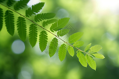 绿色植物图片