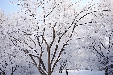 被雪花覆盖的树林图片