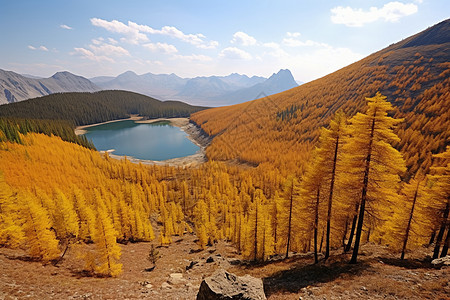 秋天金色的山脉风景图片