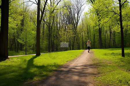 公园里的林荫路背景图片