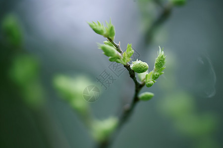 春天树枝的嫩芽图片