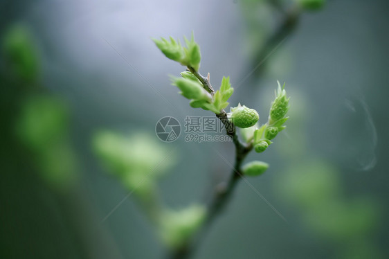 春天树枝的嫩芽图片