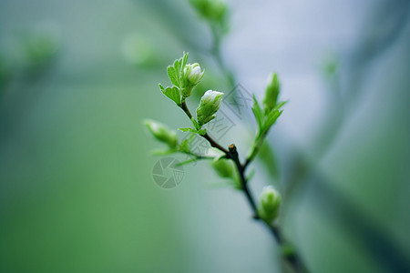 树枝嫩芽春日的嫩芽背景