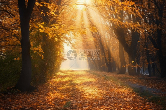 落叶和阳光的枫树巷图片