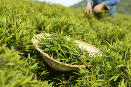 新采摘的茶叶高清图片