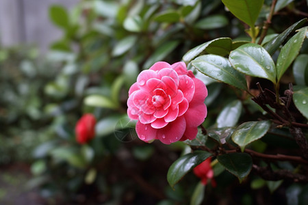 美丽的山茶花图片