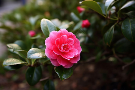 花园里盛放的山茶花图片