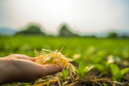 手捧着花瓣图片