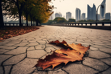 公园道路上的落叶图片