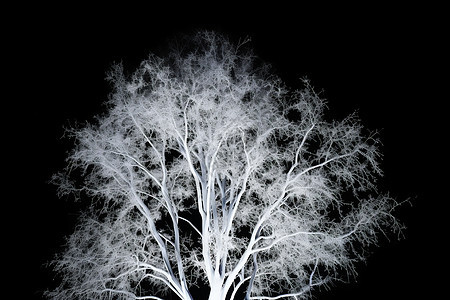 夜晚被强光照射的树图片