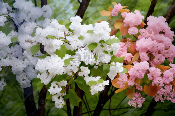 树木上盛开的花朵图片