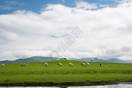 草原上的牧羊生活背景图片