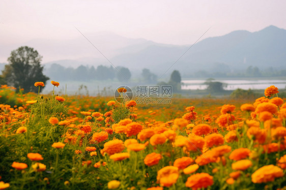 一大片美丽的花朵图片