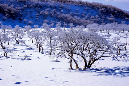 冬天果园里的果树图片