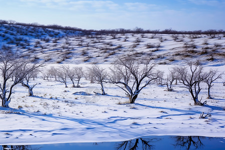 冬天户外的积雪图片