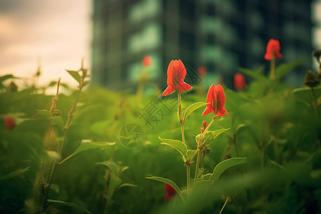 建筑边上的花园图片