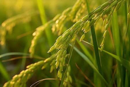 成长中的水稻图片