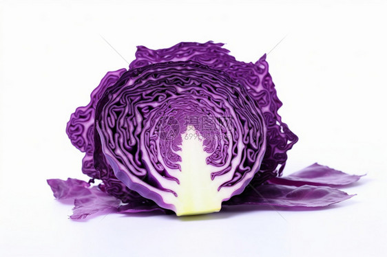 紫色卷心菜图片