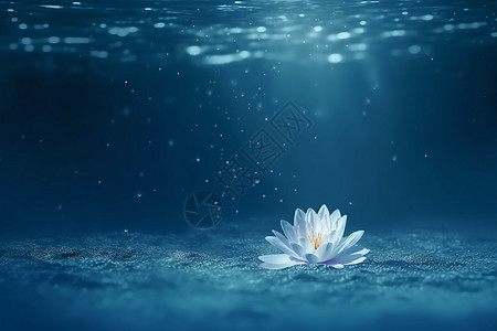水下的花朵背景图片
