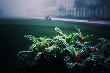 绿油油的植物图片