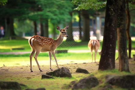 <https:// s.mj.run/y9GsQbSnBNw> 鹿在奈良公园，日本，背景