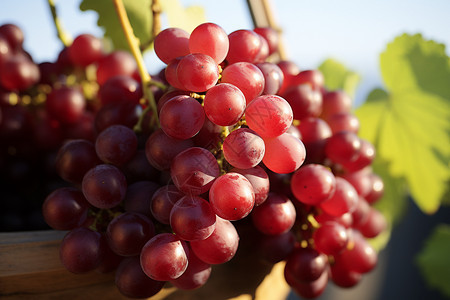红色的葡萄水果图片