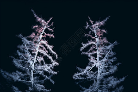 冰晶的植物图片