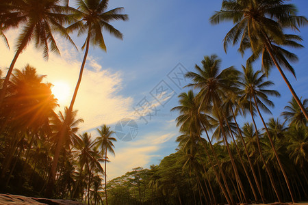 夏季椰树背景图片
