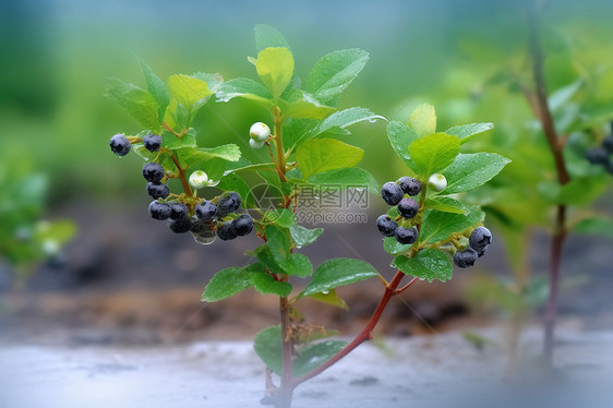 多汁的蓝莓图片