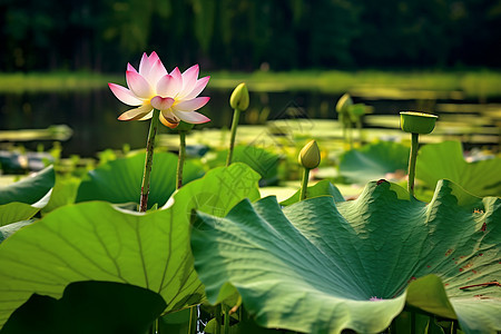 夏季荷花池图片