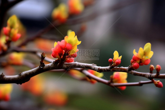 海棠花的特写镜头图片