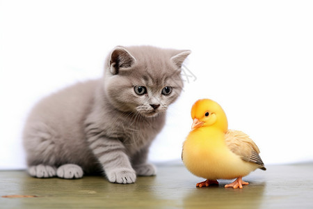 小猫幼崽和小鸭子图片
