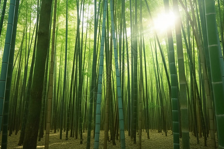 阳光照射的竹林图片