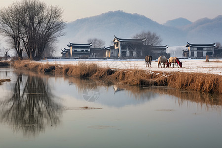 乡村的的马背景图片