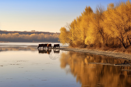 秋天的河边图片