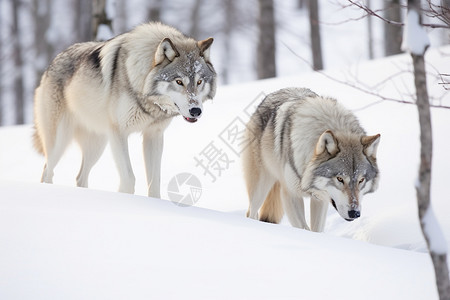 白色雪地上的狼群图片