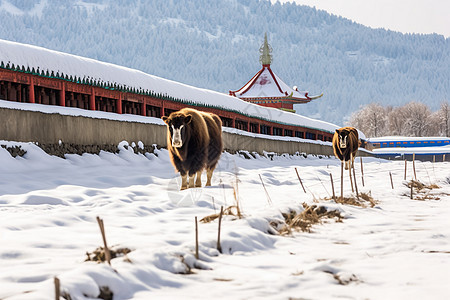 冰雪天放牧图片