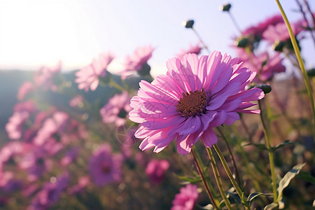 花园里的菊花图片