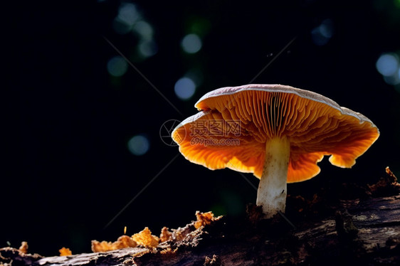 树木上的蘑菇图片