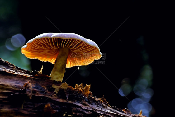 森林中树木上的蘑菇图片