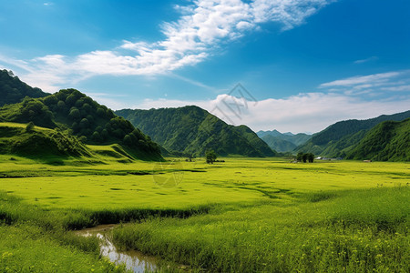 夏季的美丽景观图片